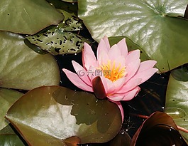 睡蓮,開(kāi)花,水生植物