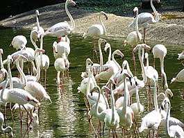 蒼鷺鳥,白,鳥