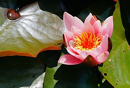 睡蓮,開花,水生植物