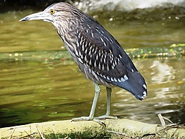 鳥,鷺,休息