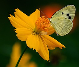 自然,花,蝴蝶