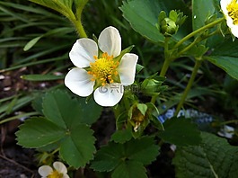 草莓花,开花,草莓