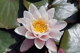 睡蓮,開花,水生植物