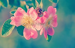 綠色,花,廠