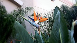 花,植物,花園