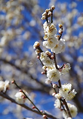 鲜花,梅花,春天