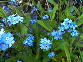 報春花,鮮花,藍色