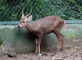 印度猪鹿,hyelaphus porcinus,鹿
