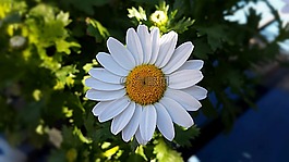 花,植物,雛菊
