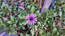 花,植物,花園