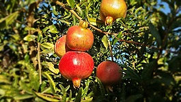 水果,紅色,石榴