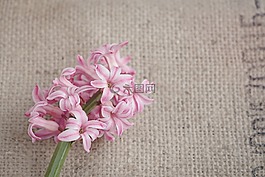 花,风信子,鲜花