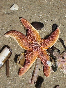 海星,海滩,海