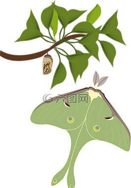 蝴蝶,昆蟲,植物