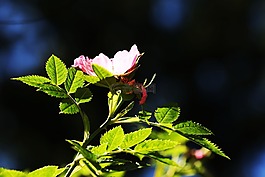 花,自然,夏天