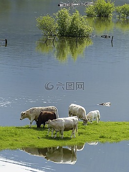 奶牛,小牛,喂養(yǎng)