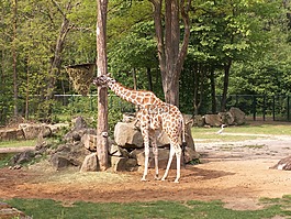 長頸鹿,動物園,紐倫堡