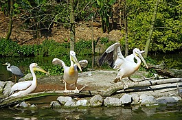 鵜鶘,鳥,白