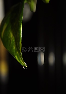 葉子,性質(zhì),模糊