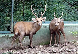 印度猪鹿,hyelaphus porcinus,鹿