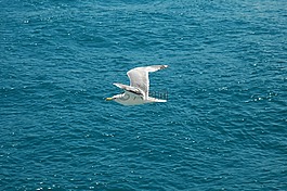 海洋,海鷗,飛