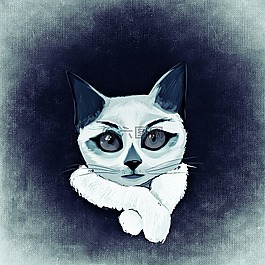 貓,動物,滑稽
