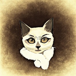 貓,動物,滑稽