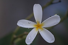 花,白,雨