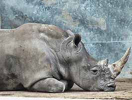動物,野生,自然