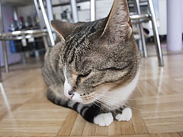 貓,宿醉,寵物