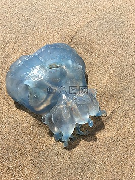 海灘,水母,動物
