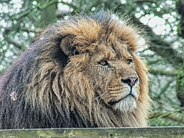 野生動物,哺乳動物,獅子
