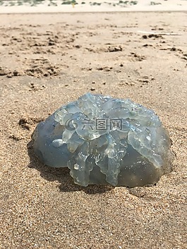 水母,海灘,太陽