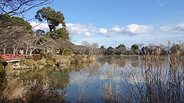 日式,庭園,京都