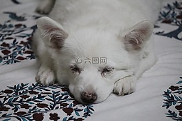寵物,狗,小狗