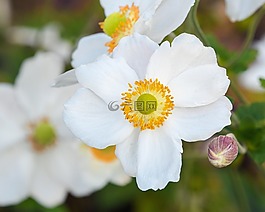 花,白,按钮