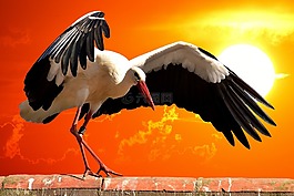 鸛,鳥,屋頂