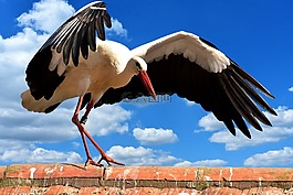 鸛,鳥,屋頂
