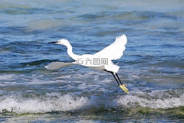鸟,海,鸟类学
