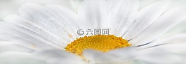 菊花,白,花