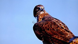 灰狼,鳥,老鷹
