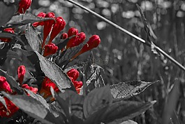 鮮花,廠,性質(zhì)