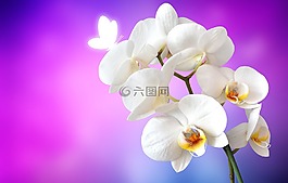 蘭花,蝴蝶,花