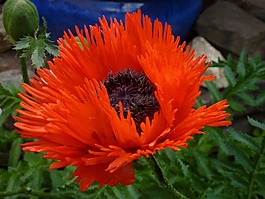 開(kāi)花,紅色,廠(chǎng)