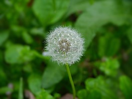蒲公英,绒毛,鲜花