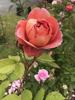玫瑰,薔薇
