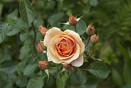 羅莎,花,橙色