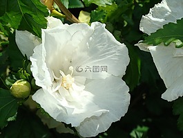 花,白,宏