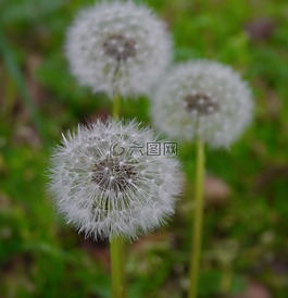 蒲公英,绒毛,鲜花
