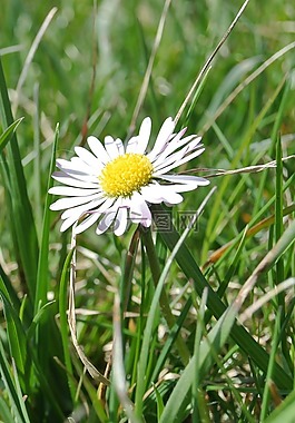 雛菊,花,開花